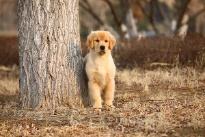 幼犬一号母